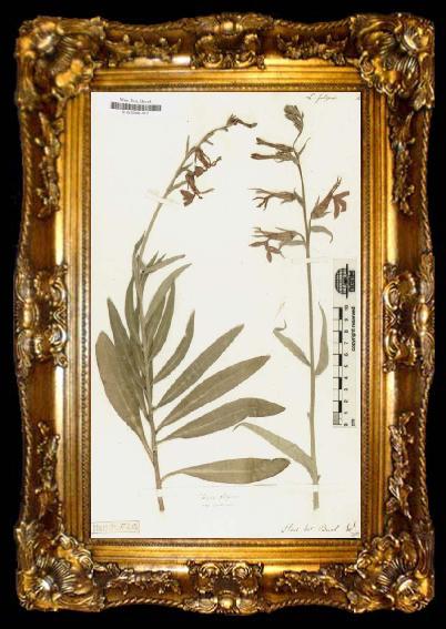 framed  Alexander von Humboldt Lobelia Fulgens, ta009-2
